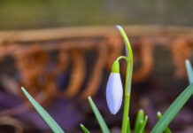 Livet vender tilbake!