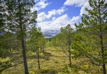 Pinsetur til Sognlia